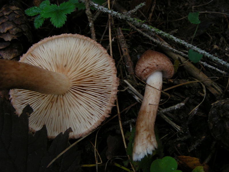 Escursione in bosco misto collinare